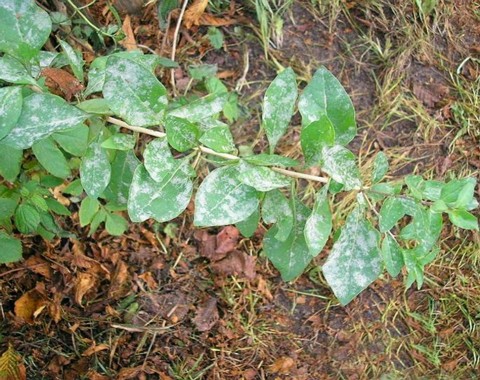 Arthrocladiella_mougeotii Arthrocladiella mougeotii (Léveillé 1851) Vassilkov 1963 Wirt: Lycium barbarum - Gemeiner Bocksdorn Bemerkungen: dieser Echte Mehltaupilz wird auf dem Gemeinen...